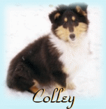image section Colley