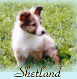 Berger de Shetland icône
