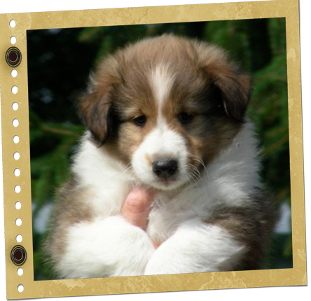 femelle Berger de Shetland