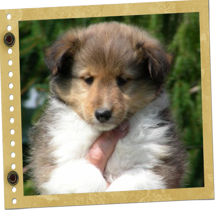 femelle Berger de Shetland