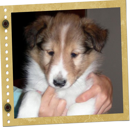 Femelle Berger de Shetland