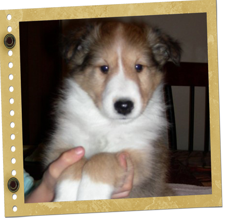 Femelle Berger de Shetland