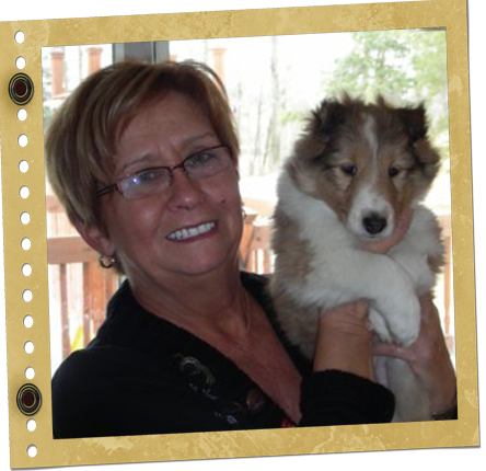 chiot berger de Shetland