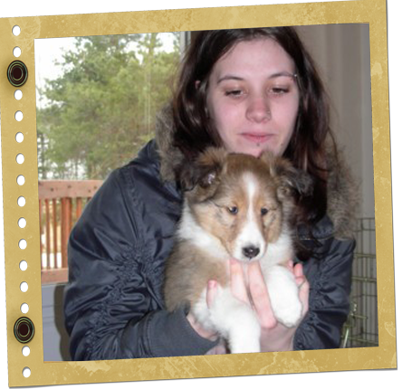 chiot berger de Shetland