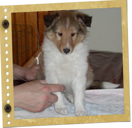 chiot berger de Shetland