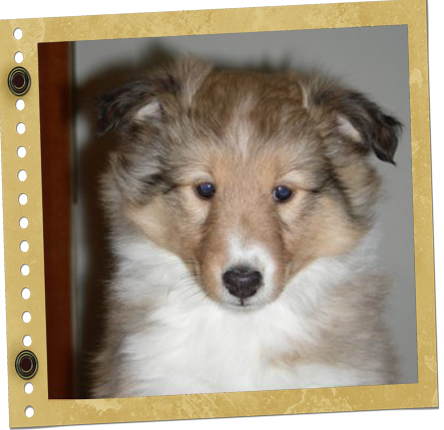 chiot Berger de Shetland