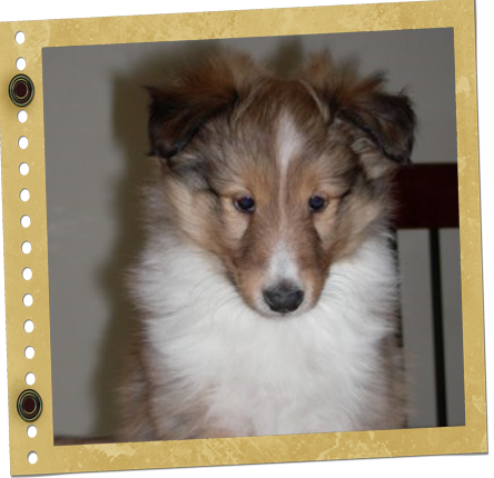 Chiot Berger de Shetland
