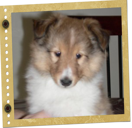 Chiot Berger de Shetland