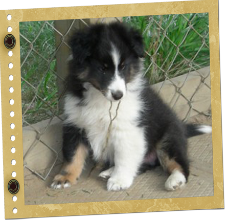 Chiot Berger de Shetland