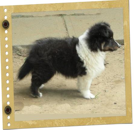 Chiot Berger de Shetland