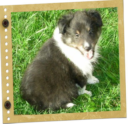 Chiot Berger de Shetland
