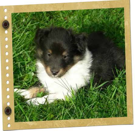 Chiot Berger de Shetland
