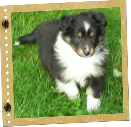 Chiot Berger de Shetland