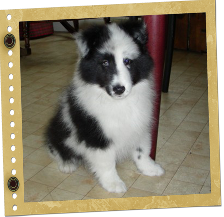 Chiot Berger de Shetland