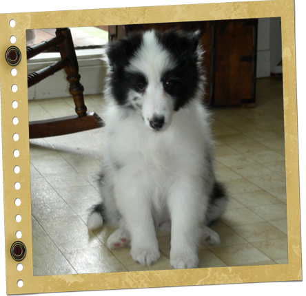 Chiot Berger de Shetland