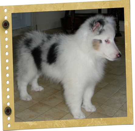 Chiot Berger de Shetland