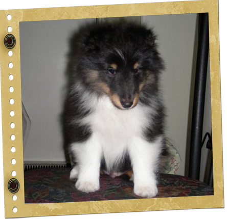 Chiot Berger de Shetland