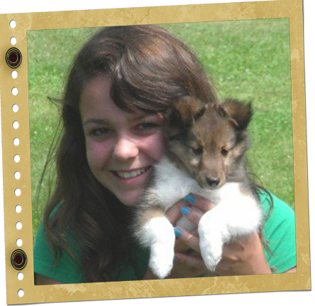 chiot Shetland