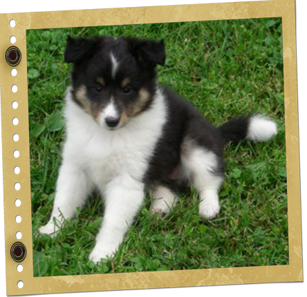 chiot Shetland