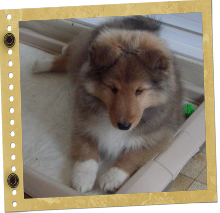 chiot Shetland