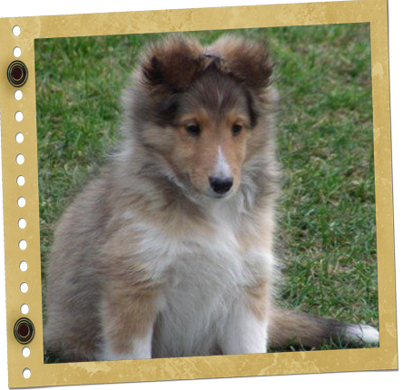 chiot Shetland