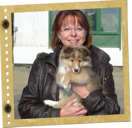 chiot Shetland