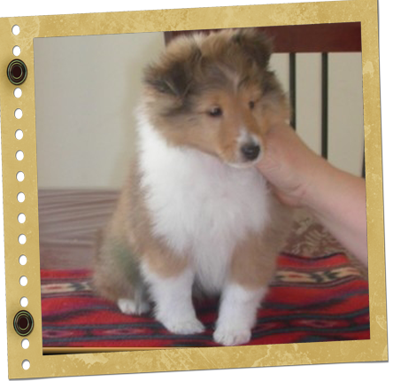 chiot Berger de Shetland