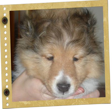 chiot Berger de Shetland