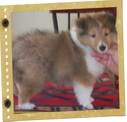 chiot Berger de Shetland