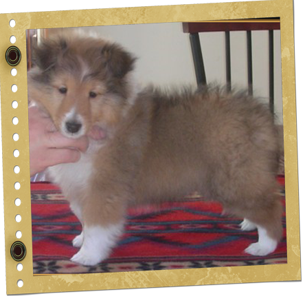 chiot Berger de Shetland