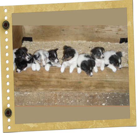 chiot Berger de Shetland