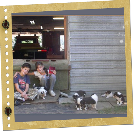 chiot berger de Shetland