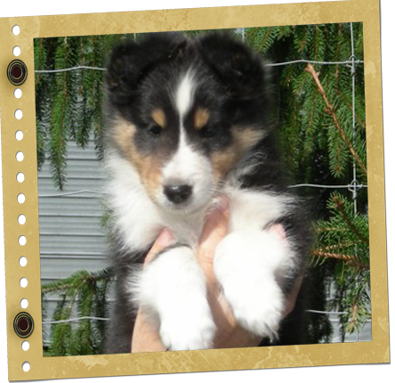 chiot Shetland