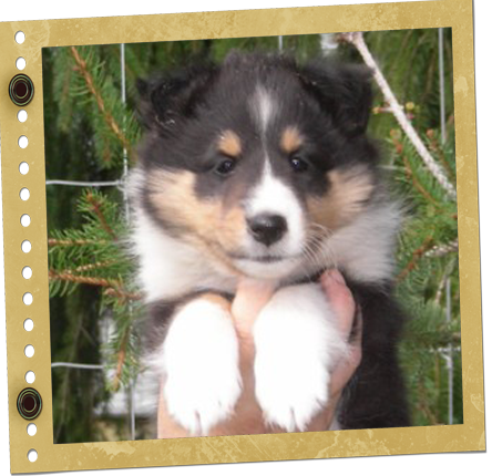 chiot Shetland
