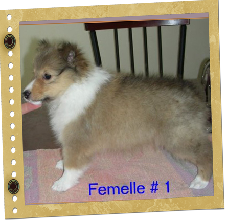 chiot Shetland