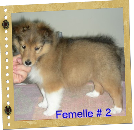 chiot Shetland