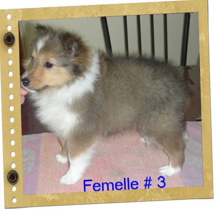 chiot Shetland