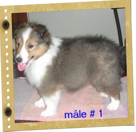 chiot Berger de Shetland