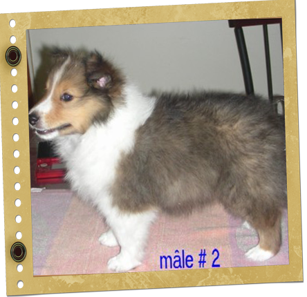 chiot berger de Shetland
