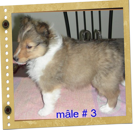 chiot Shetland