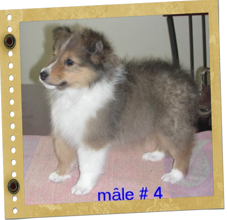 chiot Shetland