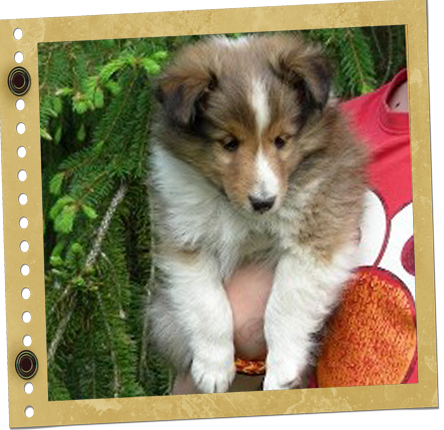 chiot Berger de Shetland