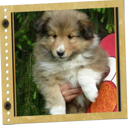 chiot berger de Shetland