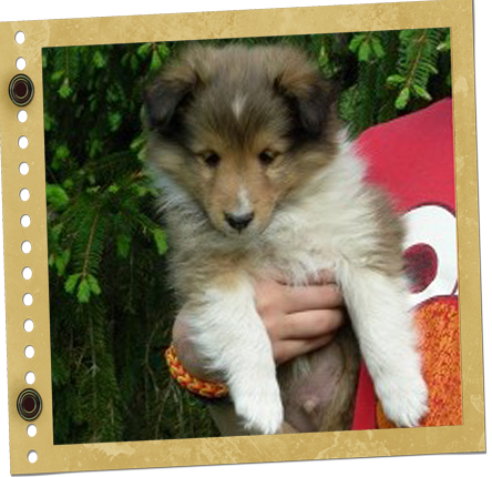 chiot Shetland