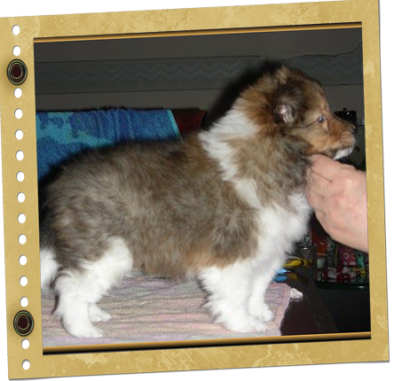 chiot Shetland