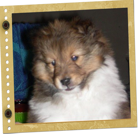 chiot Shetland