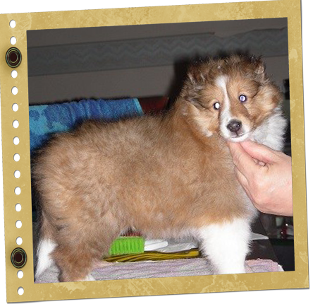 chiot Berger de Shetland