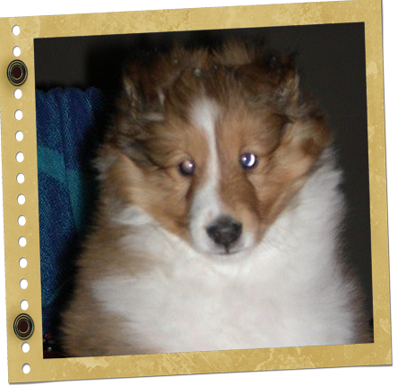 chiot berger de Shetland