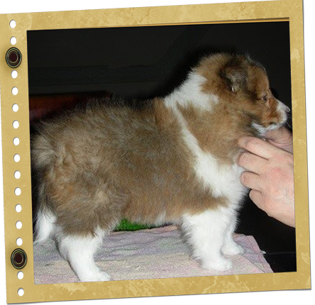 chiot Shetland