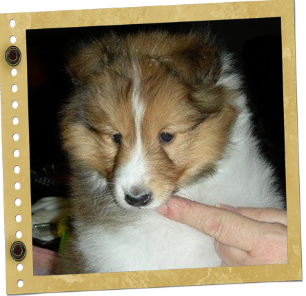 chiot Shetland